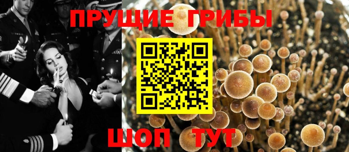 Псилоцибиновые грибы мухоморы  Вход с VPN  Шебекино  Псилоцибиновые грибы мицелий 